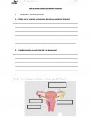 Programa de Integración Escolar Guía de estudio Sistema Reproductor Femenino