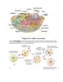 Las células procariota y eucariota