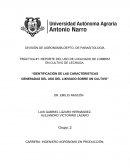 PRÁCTICA #1: REPORTE DEL USO DE LIXIAVIADO DE LOMBRIZ EN CULTIVO DE LECHUGA