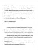 Cria Casera De Gallinas