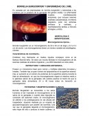 BORRELIA BURGDORFERI