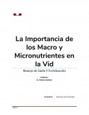 Fertilizantes en la vid