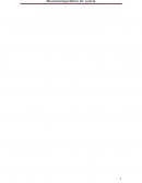 Musculoesqueletico equino medicina