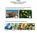 Clasificar plantas