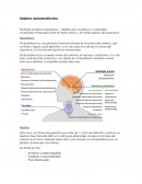 Sistema neuroendócrino resumen