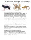 Estructuras Analogas y Homologas