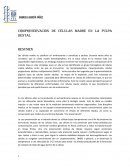 Celulas madre en la pulpa dental