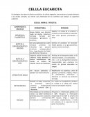 La gran Célula eucariota