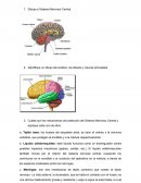 Neuro Identifique un dibujo del cerebro, los lóbulos y cisuras principales.