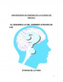Desarrollo del cerebro