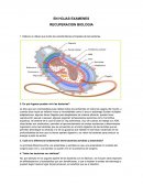 . Elabora un dibujo que ilustre las características principales de las bacterias.