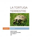 La Tortuga Terrestre