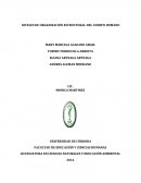 NIVELES DE ORGANIZACIÓN ESTRUCTURAL DEL CUERPO HUMANO