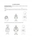 Prueba Cuerpo Humano