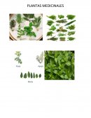 PLANTAS MEDICINALES FRAMBUESA