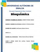 Sintesis de proteinas