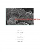 TEMA: Bacterias vivas para remediación ambiental