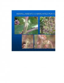 ENFERMEDADES DEL LULO — Presentation Transcript. Página 13