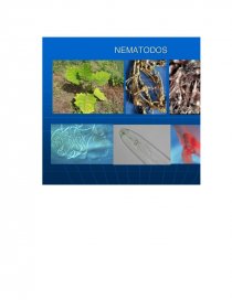 ENFERMEDADES DEL LULO — Presentation Transcript. Página 12