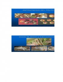 ENFERMEDADES DEL LULO — Presentation Transcript. Página 11