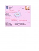 Signos vitales