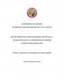 Práctica de Biología Celular: Aislamiento y observación de cloroplastos