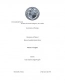 Práctica 7: Euglena