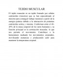 TEJIDO MUSCULAR. MÚSCULO ESQUÉLETICO Y SUS ENVOLTURAS DE TEJIDO CONECTIVO