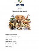 Ensayo: “La Evolución de las Especies”[