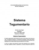 Sistema Tegumentario