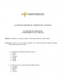 Terminología anatómica