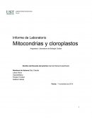 Informe de Laboratorio Mitocondrias y cloroplastos