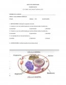 Examen ciencias primaria 5