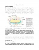 Escherichia coli Descripción general