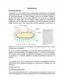 Escherichia coli Descripción general