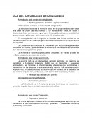 La estructura cíclica de la prolina se oxida en su grupo carboxilo para crear una base de Schiff