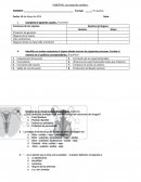 Identifica en ambos esquemas el órgano dónde ocurren los siguientes procesos. Escribe el número en el casillero correspondiente