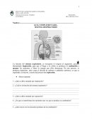 Sstema respiratorio guia