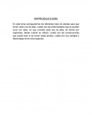 Cuales son las mejores Plantas medicinales