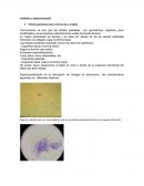 Análisis y observaciones Células epiteliales (parte interna de la mejilla)