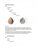 Trachycardium panamensis