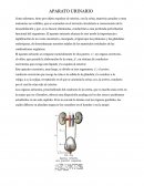 Anatomia de la lengua