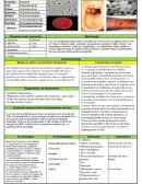 Corynobactrious spp