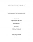 Mantenimiento de las zonas verdes de la sede dos