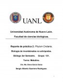 Reporte de práctica 2: Phylum Cnidaria. Biología de invertebrados no artrópodos