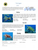 Las tortugas (Testudíneas)