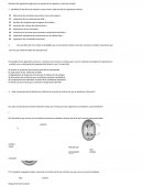 GUÍA DE APRENDIZAJE CON NOTA 2º MEDIOS: “CICLO CELULAR – MITOSIS”