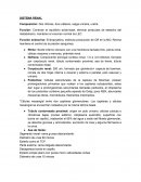 Histologia. SISTEMA RENAL