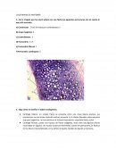 Cuestionario de Anatomía