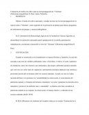 Evaluación de medios de cultivo para la micropropagación de “Yaloman”